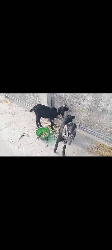 Betal Goat With Two ( 02 ) Male kids 2 Months Old 3