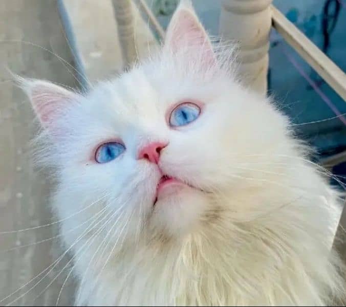 persian cat for sale 2 month age WhatsApp number 03417057463 1