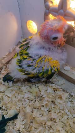 sunconure 14000 pineaple 5000