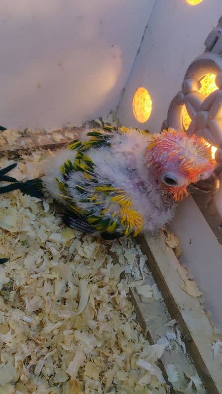 sunconure 14000 pineaple 5000 3