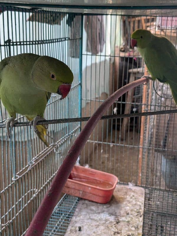 Parrots for sell 2 year age. 1