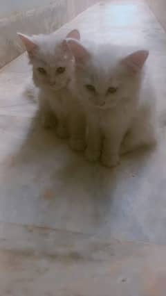 persian tripple coat kittens females