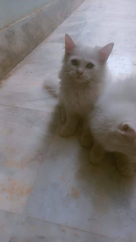 persian tripple coat kittens females 1