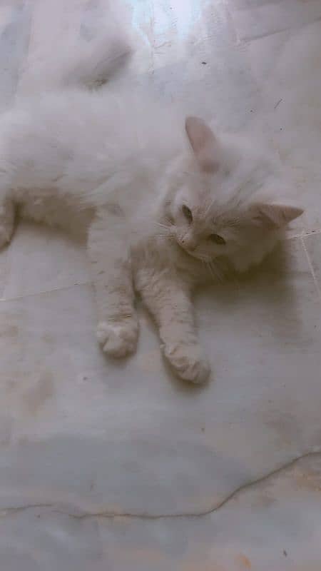 persian tripple coat kittens females 2