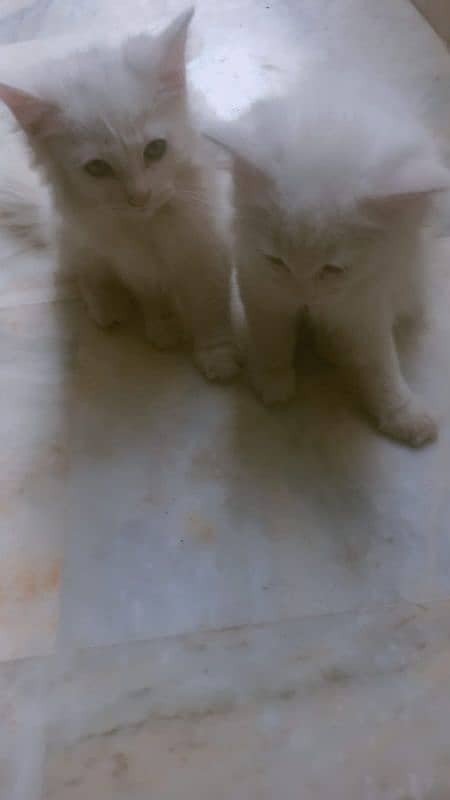 persian tripple coat kittens females 3