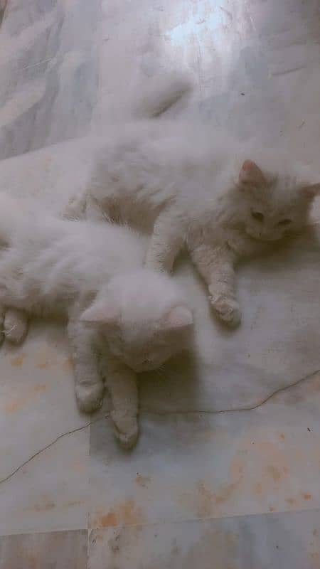 persian tripple coat kittens females 4