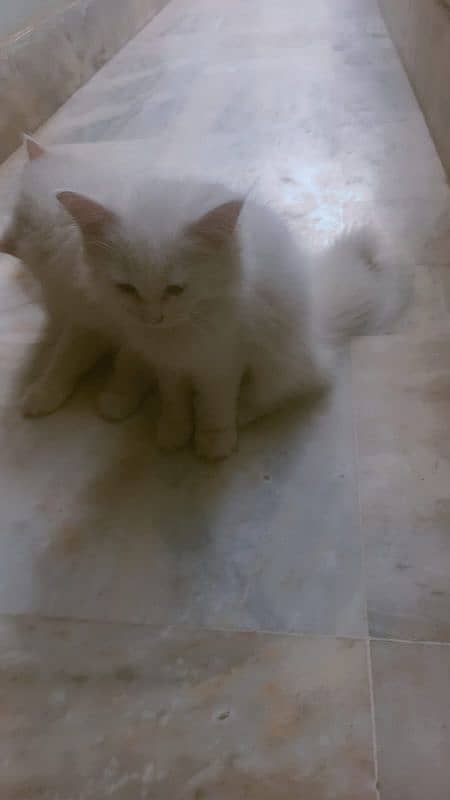 persian tripple coat kittens females 5