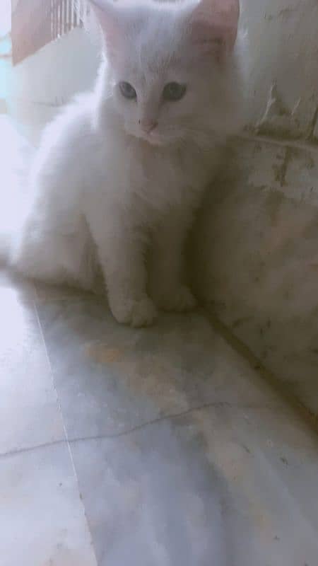 persian tripple coat kittens females 6