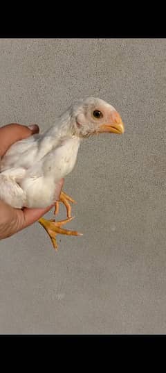 Indian parrot beak long tail chick