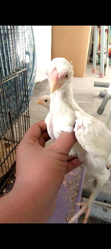 Indian parrot beak long tail chick 1