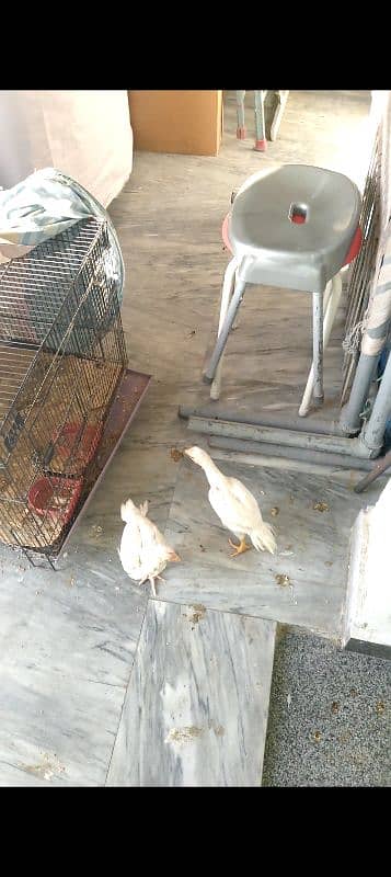 Indian parrot beak long tail chick 2