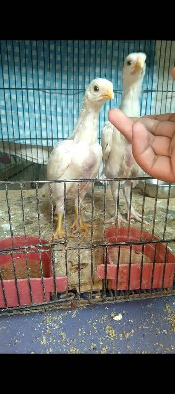 Indian parrot beak long tail chick 3