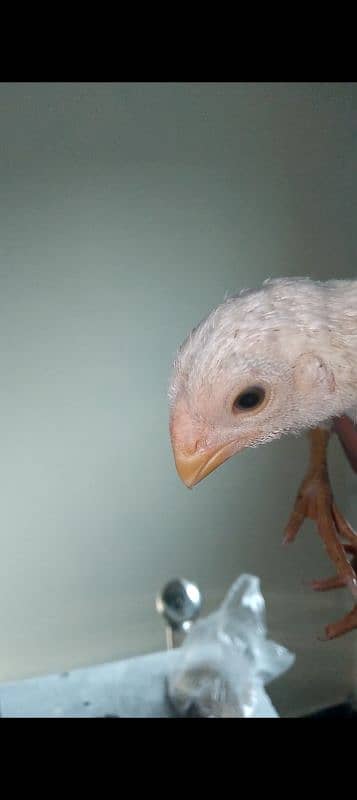 Indian parrot beak long tail chick 4