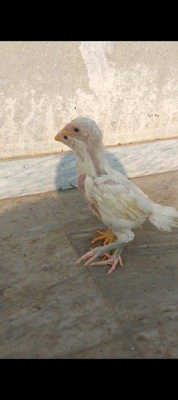 Indian parrot beak long tail chick 5