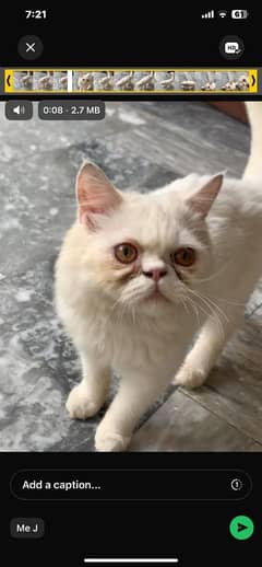 Persian cat