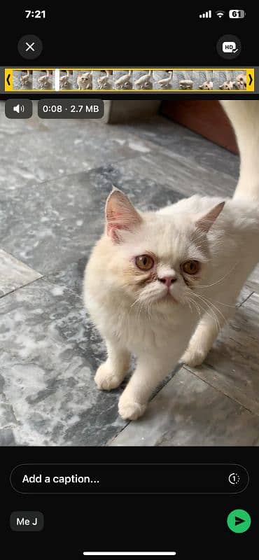 Persian cat 1