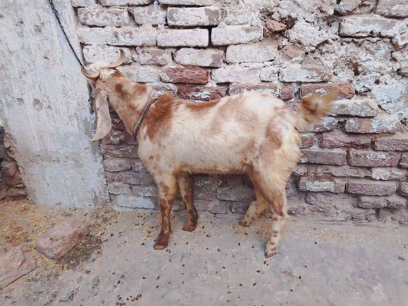 golden goat 1