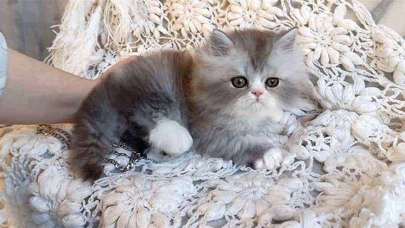 Persian Kittens Top Quality 0