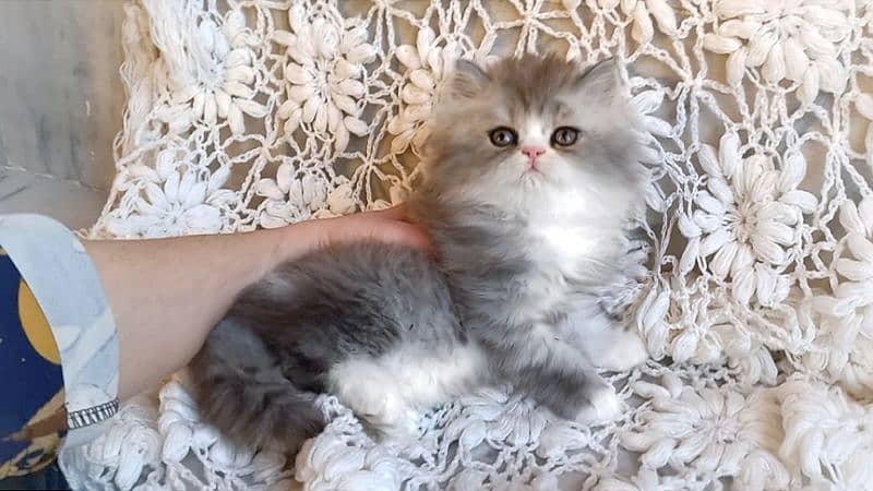 Persian Kittens Top Quality 1