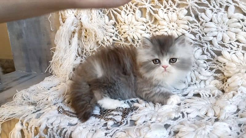 Persian Kittens Top Quality 2