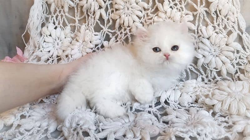 Persian Kittens Top Quality 3