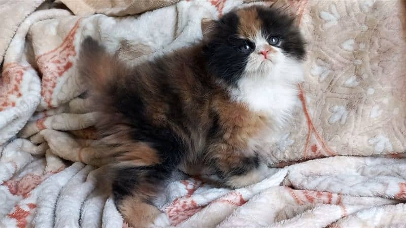 Persian Kittens Top Quality 4