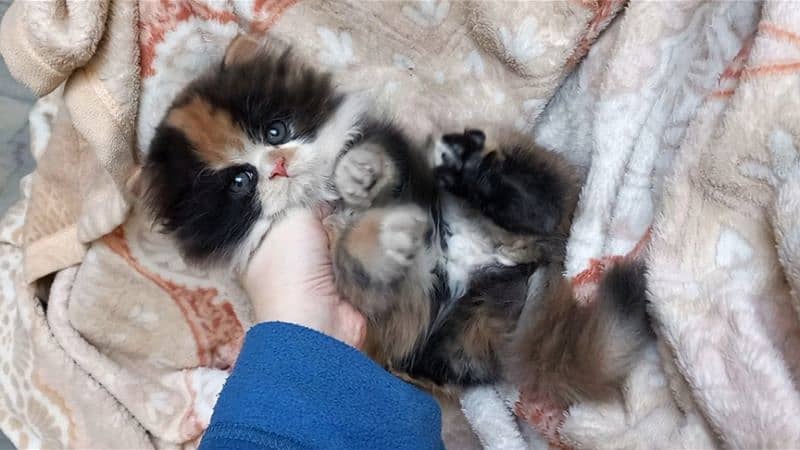 Persian Kittens Top Quality 6