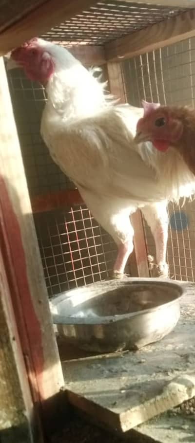 I am selling my hera murga Whatsapp 03222210122