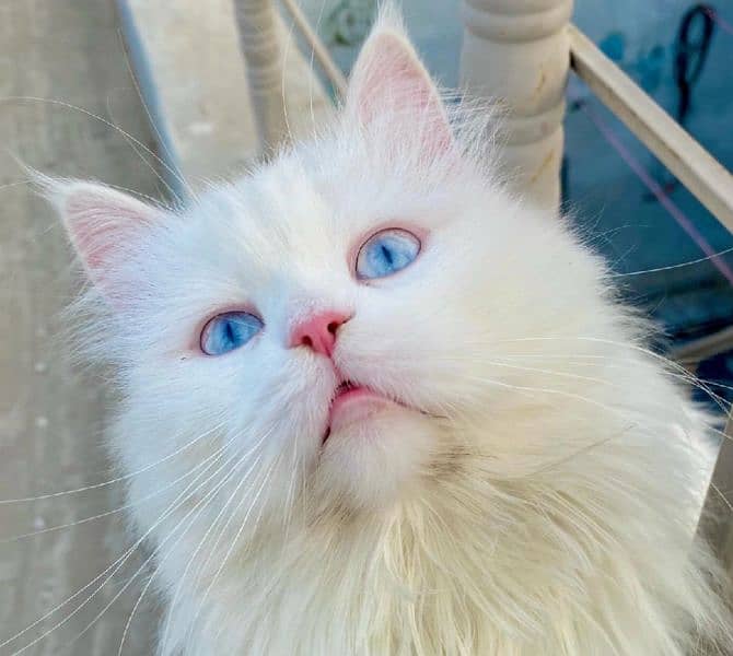 Persian cat for Sale 1