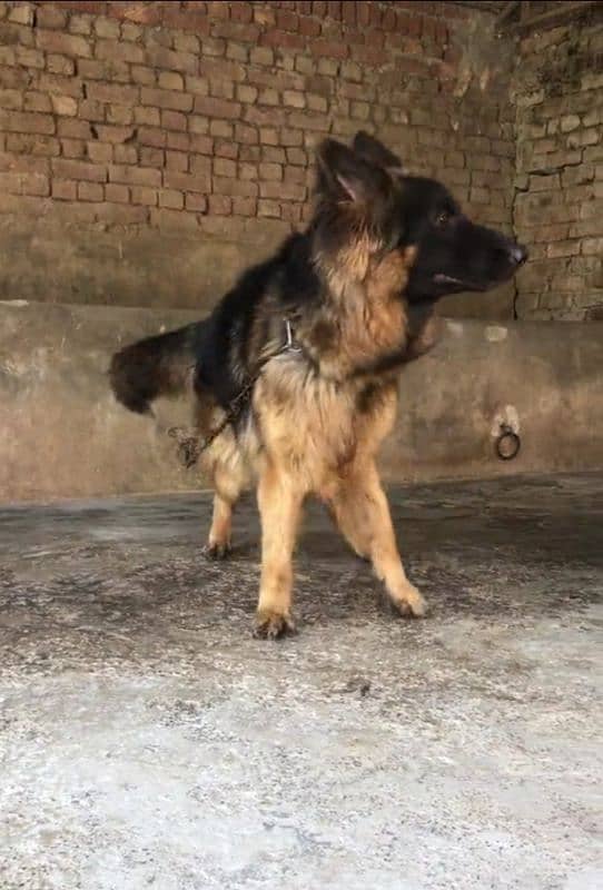 German Shepherd dog for sale WhatsApp number 03267483108 0