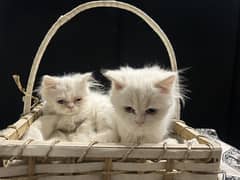 white cat pair for sale