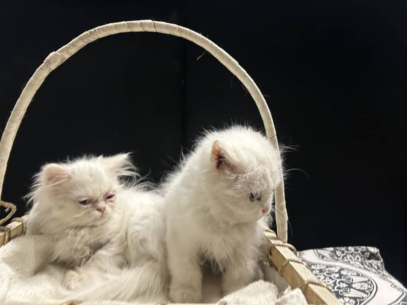 white cat pair for sale 1