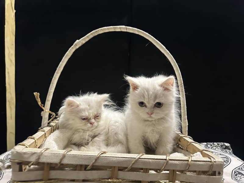 white cat pair for sale 2