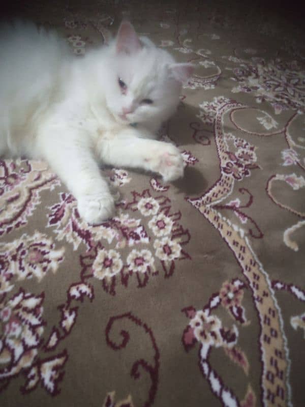 Full White Triple Coat Persian Female 1