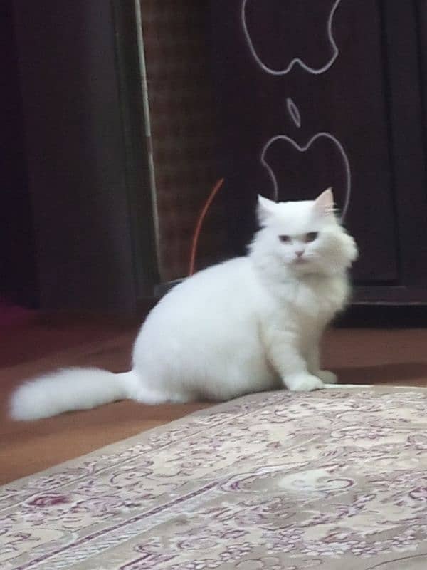 Full White Triple Coat Persian Female 3