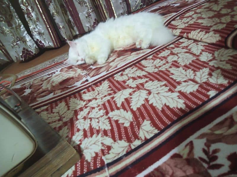 Full White Triple Coat Persian Female 4