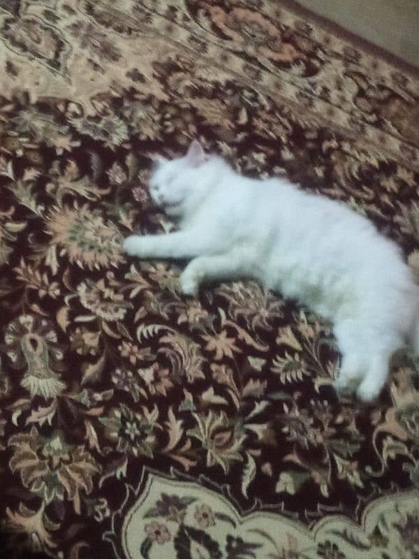 Full White Triple Coat Persian Female 5