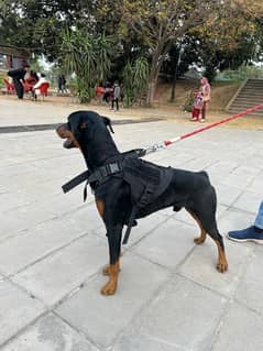 Doberman