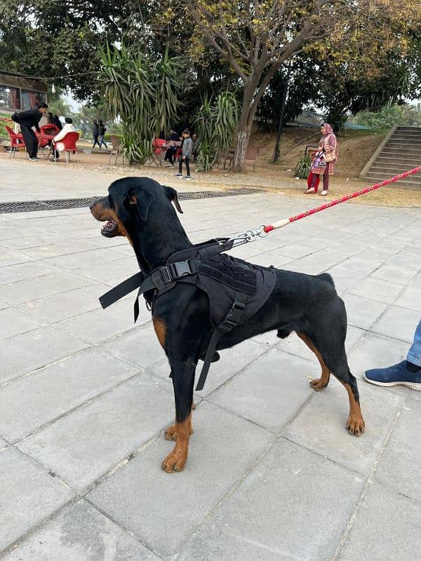 Doberman 0