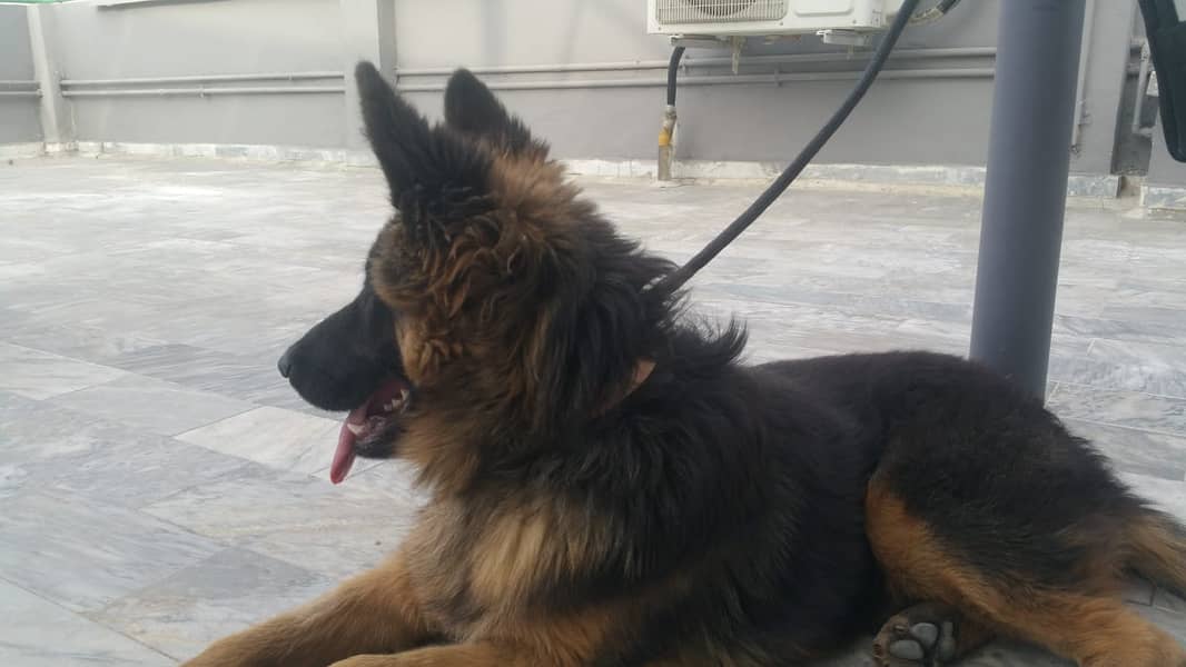 German Shepherd Double Coat Male 0