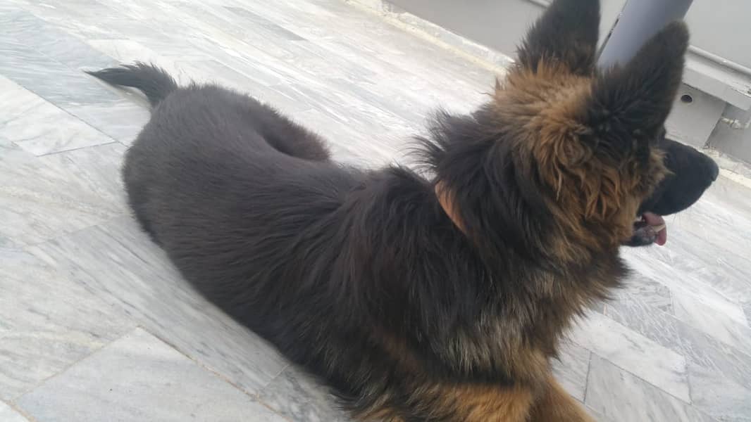 German Shepherd Double Coat Male 1