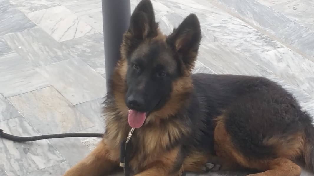 German Shepherd Double Coat Male 5