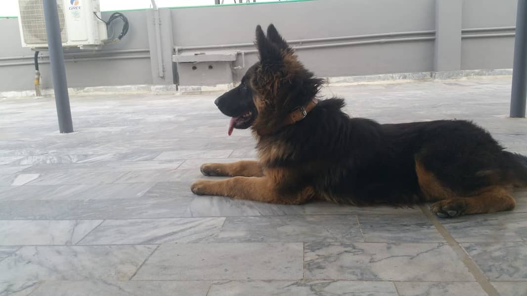 German Shepherd Double Coat Male 6