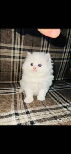 Persian cat | Persian kittens | 03297417636