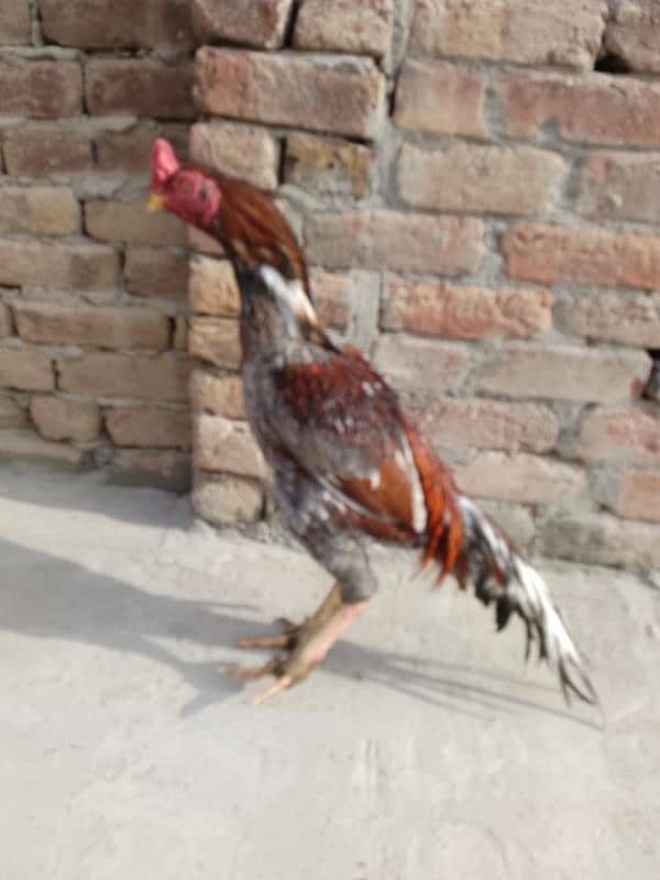 Aseel pair/ murghi/ murgha for sale 5