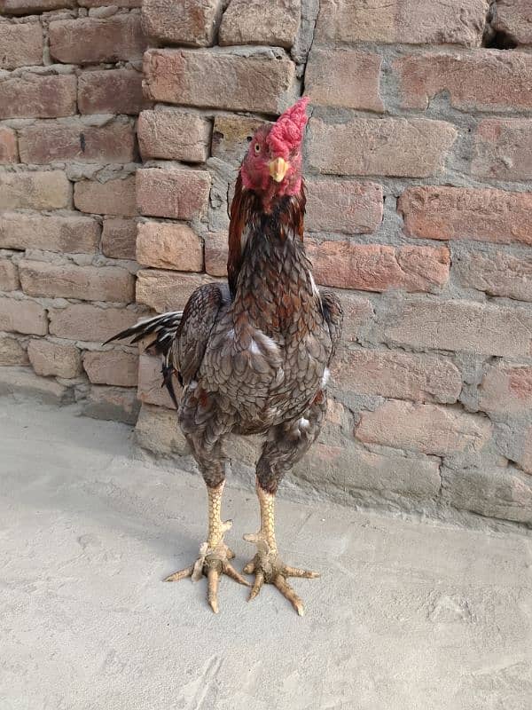 Aseel pair/ murghi/ murgha for sale 8