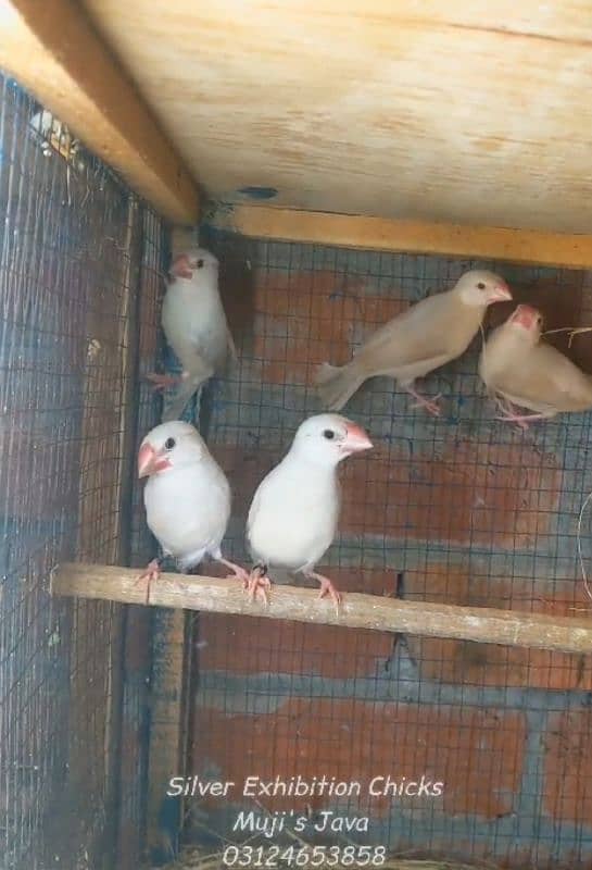 Fawn grey sliver white java chicks 0