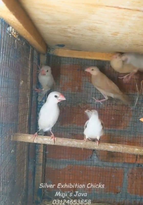 Fawn grey sliver white java chicks 1