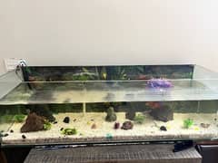 Fish Aquarium | Fish Tank