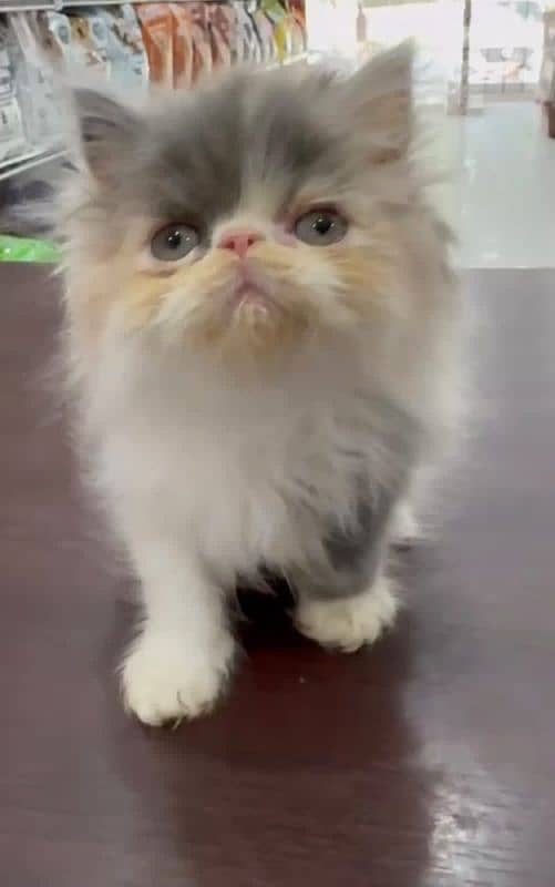 Persian cat | Persian kittens | 03297417636 0